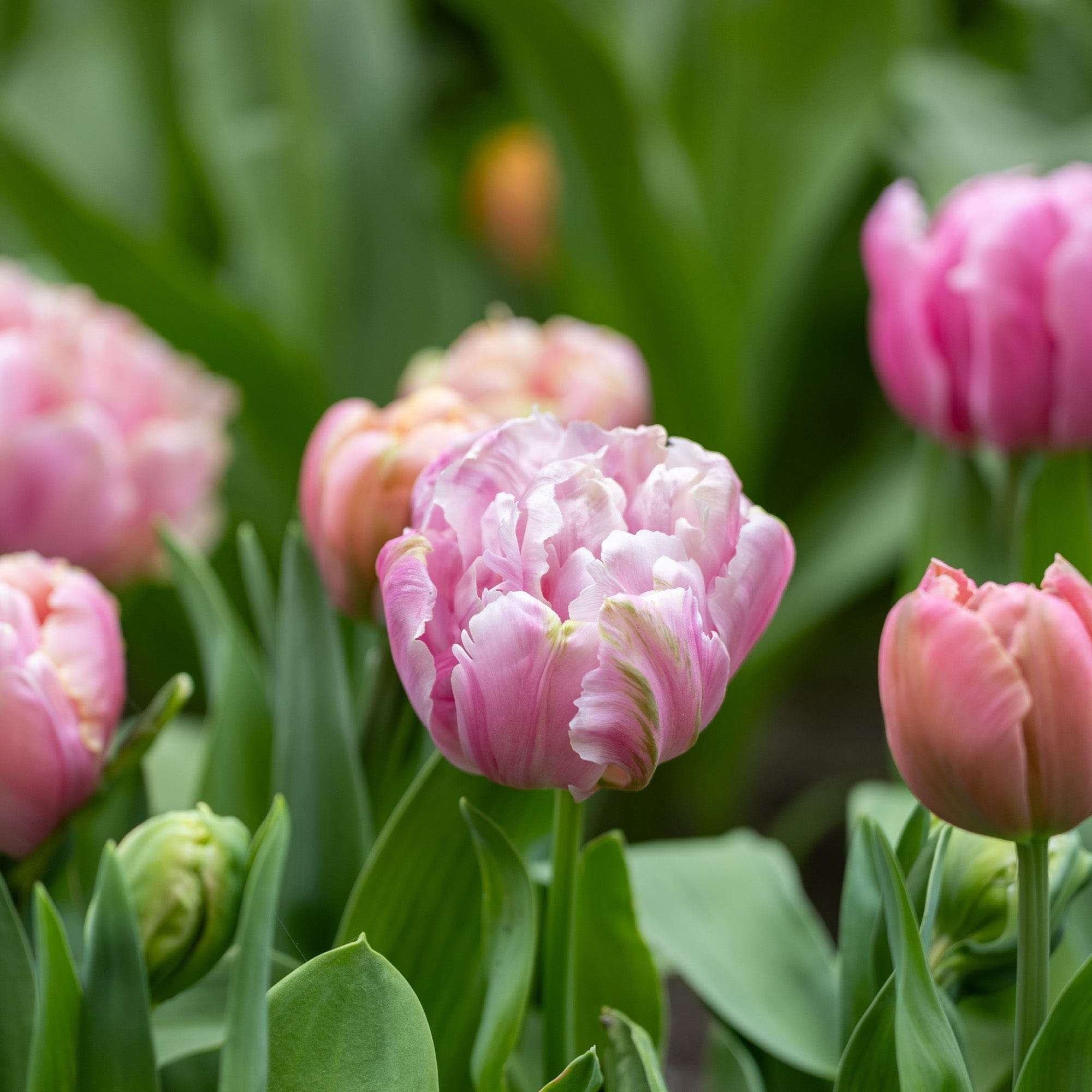 Tulpe 'Pink Star'